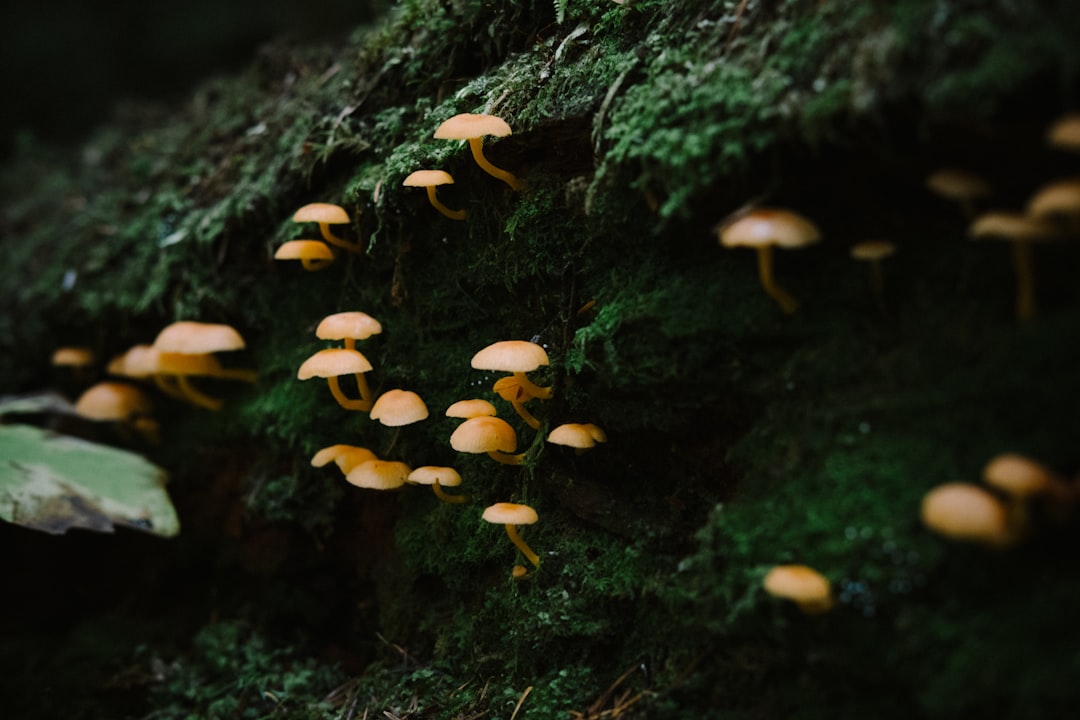 Photo Psychedelic mushrooms