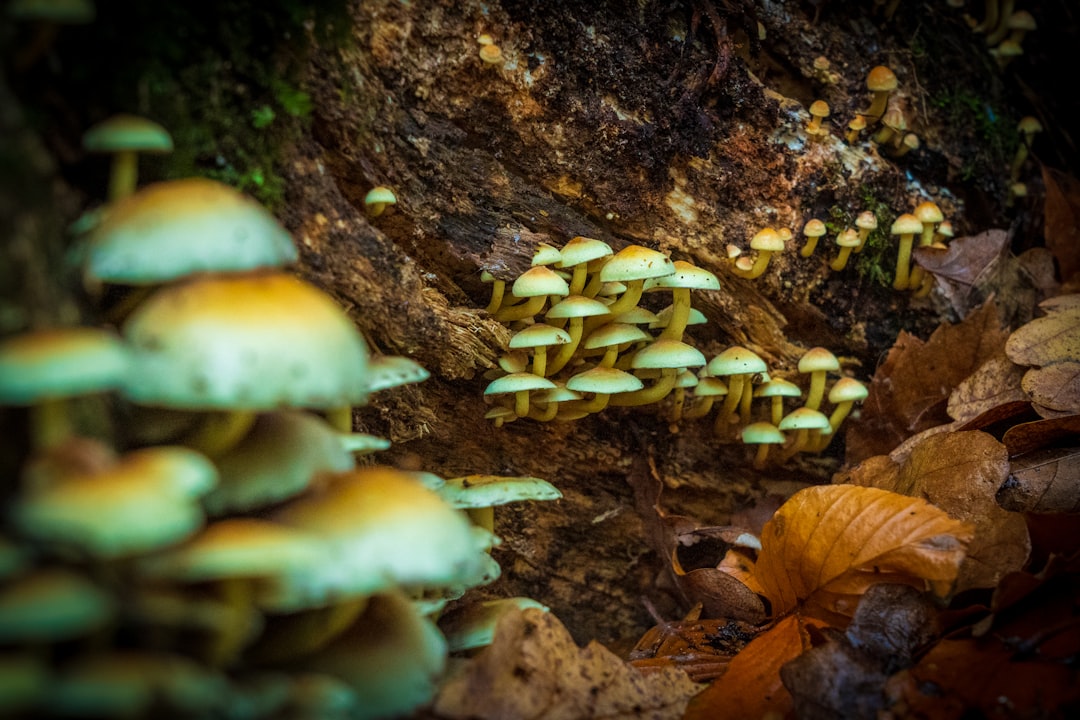Photo Psychedelics